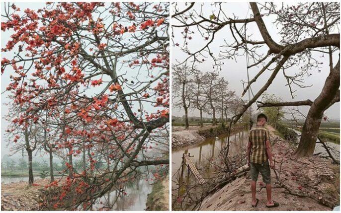 Cây gạo đẹp ở Hà Nam bị chặt sau ‘phốt’ thu phí chụp ảnh: Danh tính người gây sự